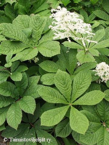 Rodgersia aesculifolia